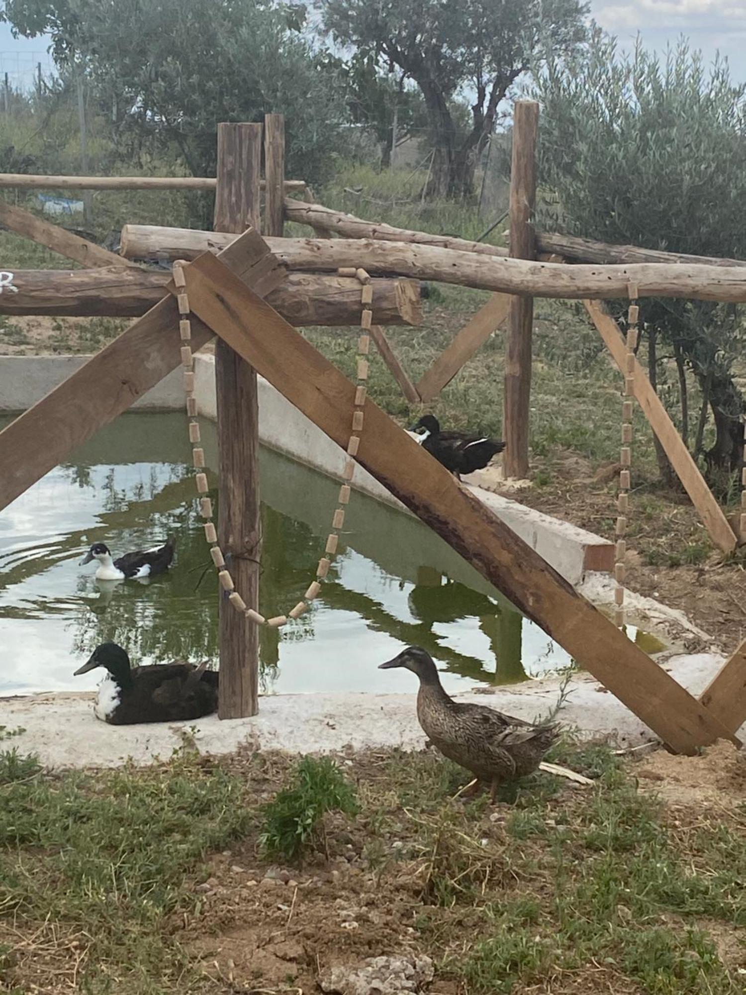 Finca Valdelajara A 20 Minutos De Puy Du Fou - Toledo — Fotos 3